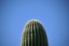 Saguaro Cactus Royalty Free Stock Photo Saguaro Cactus Royalty Free Stock Photo