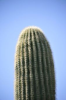 Saguaro Cactus Stock Photography Saguaro Cactus Stock Photography