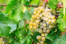 Vineyard Royalty Free Stock Images Vineyard Royalty Free Stock Images