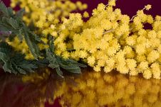 Blossoming Mimosa Royalty Free Stock Photos Blossoming Mimosa Royalty Free Stock Photos