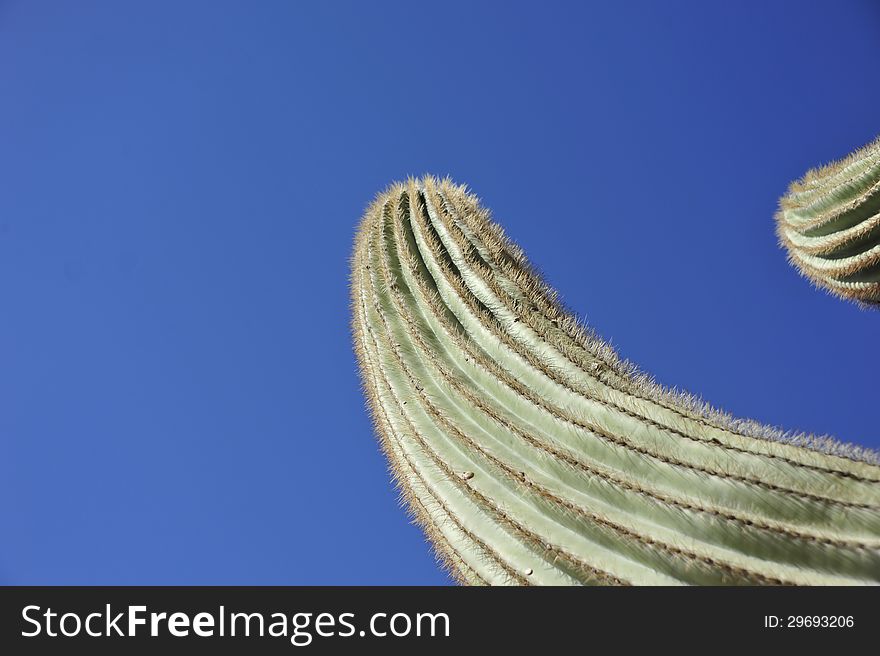 Saguaro cactus silhouetted against the blue sky