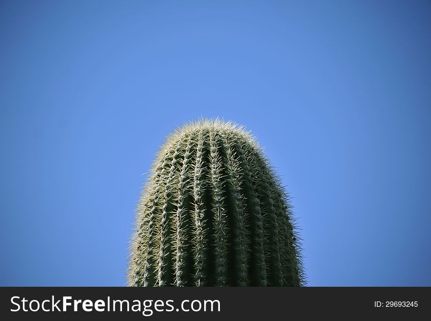 Saguaro cactus silhouetted against the blue sky