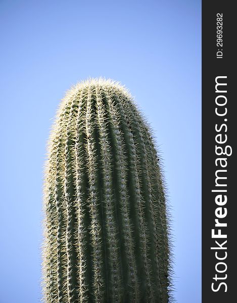 Saguaro cactus silhouetted against the blue sky