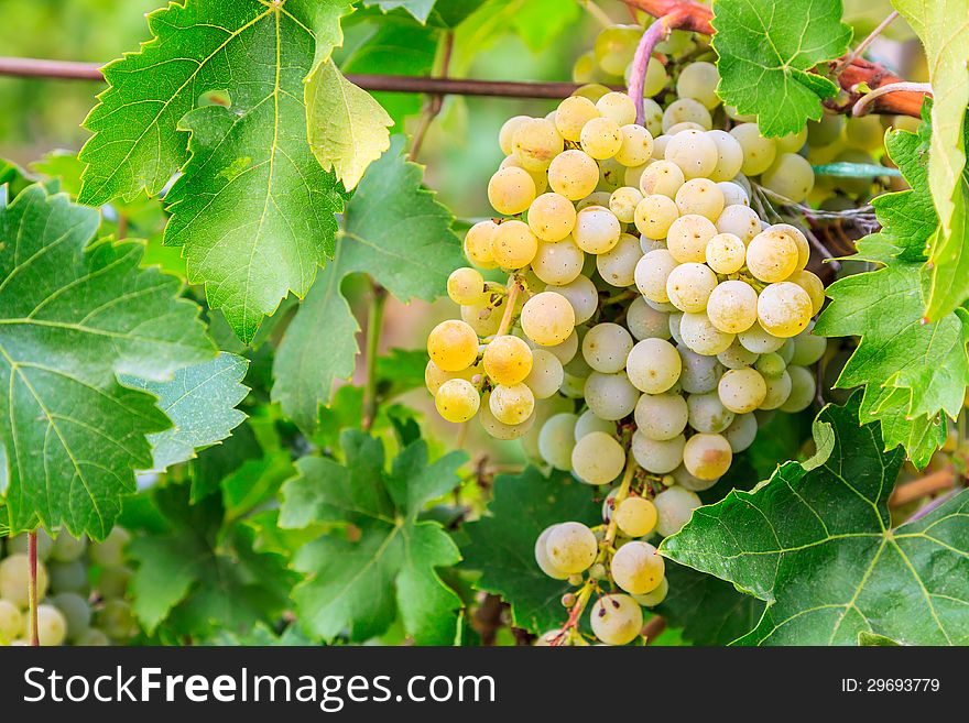 Beautiful Vineyard landscape in Hungary, Europe