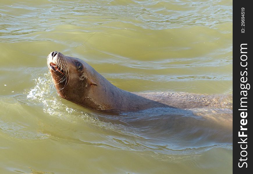 A seal in murky water