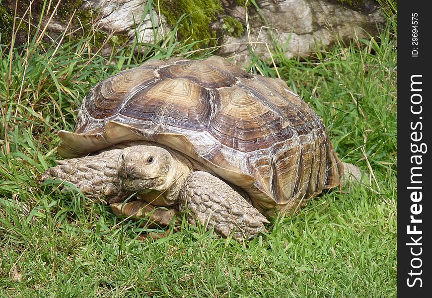 Tortoise sitting in the sun