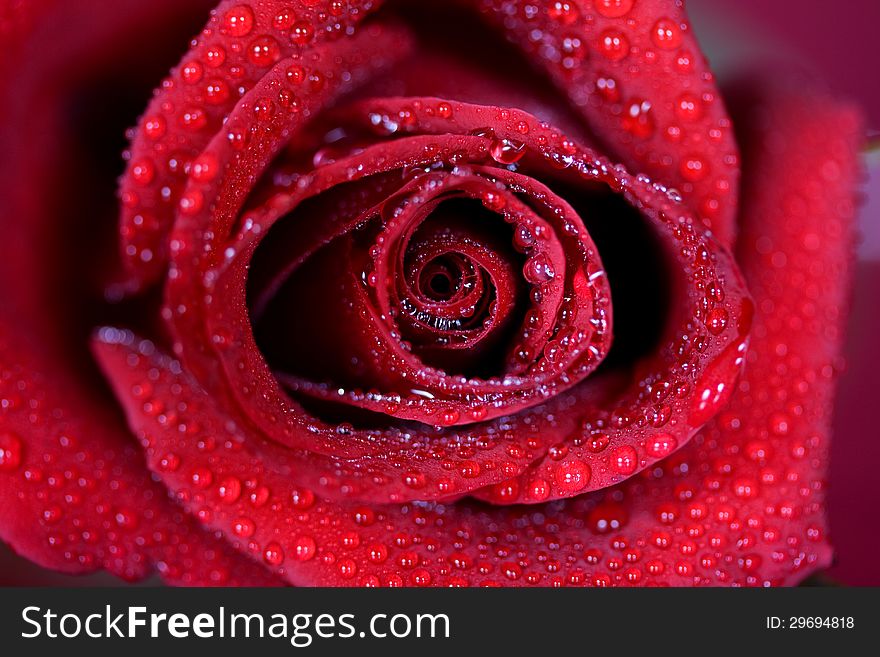 Macro image of dark red rose with water droplets. Extreme close-up with shallow dof.