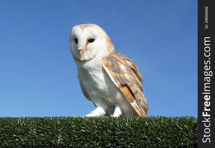 A beautiful barn owl sat in a green hedge. A beautiful barn owl sat in a green hedge