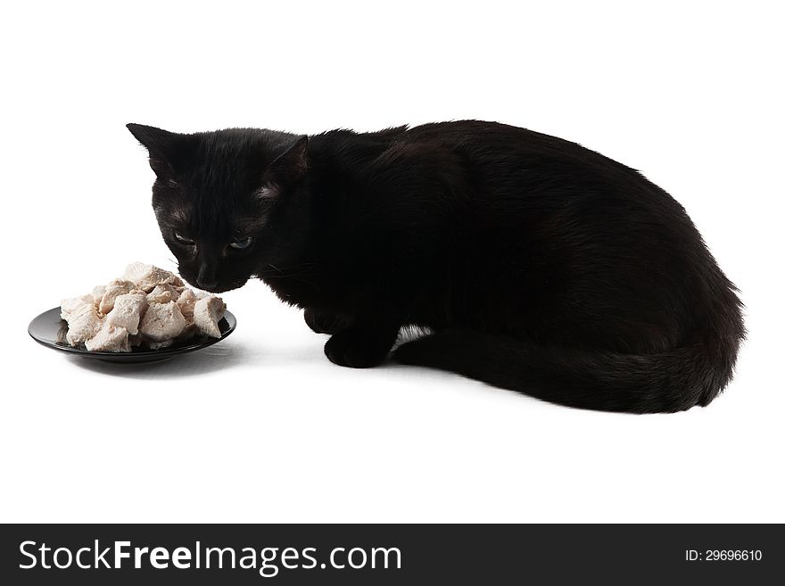 Black kitten eats chicken fillet isolated on white