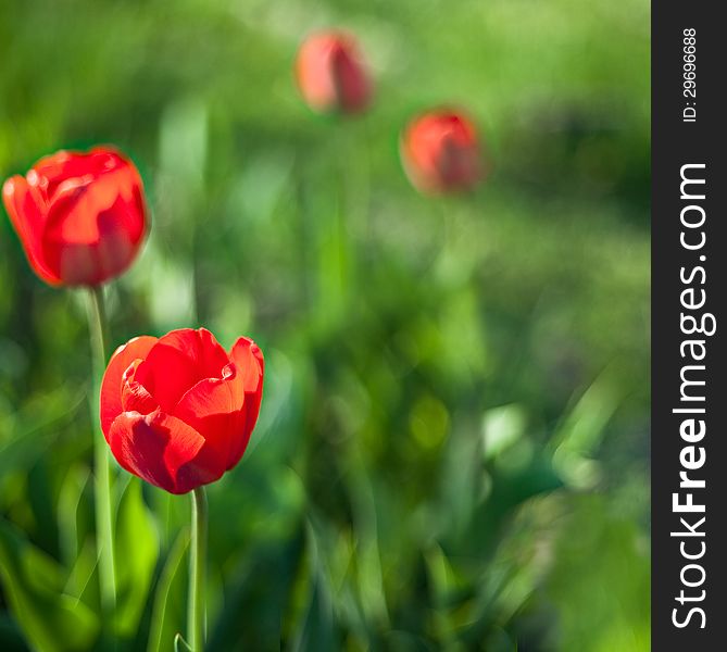 Spring red tulip flower in full bloom