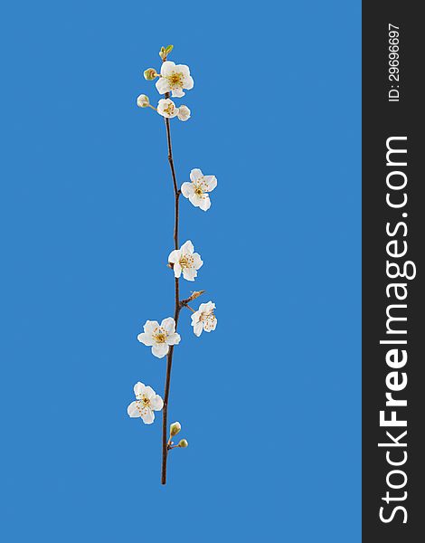 Spring cherry white blossoms in full bloom on blue background. Spring cherry white blossoms in full bloom on blue background