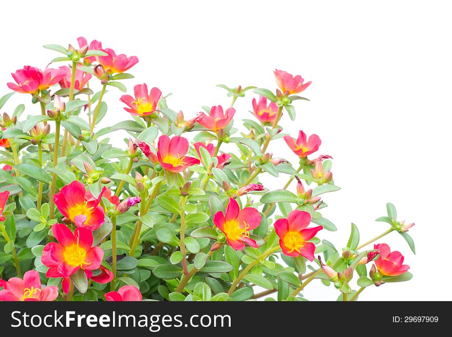 Portulaca flower isolated on white background