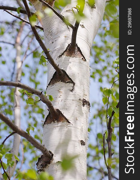 Birch tree in spring. White trunk with branches. Birch tree in spring. White trunk with branches