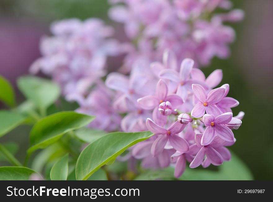 Blooming lilac bush in the spring garden