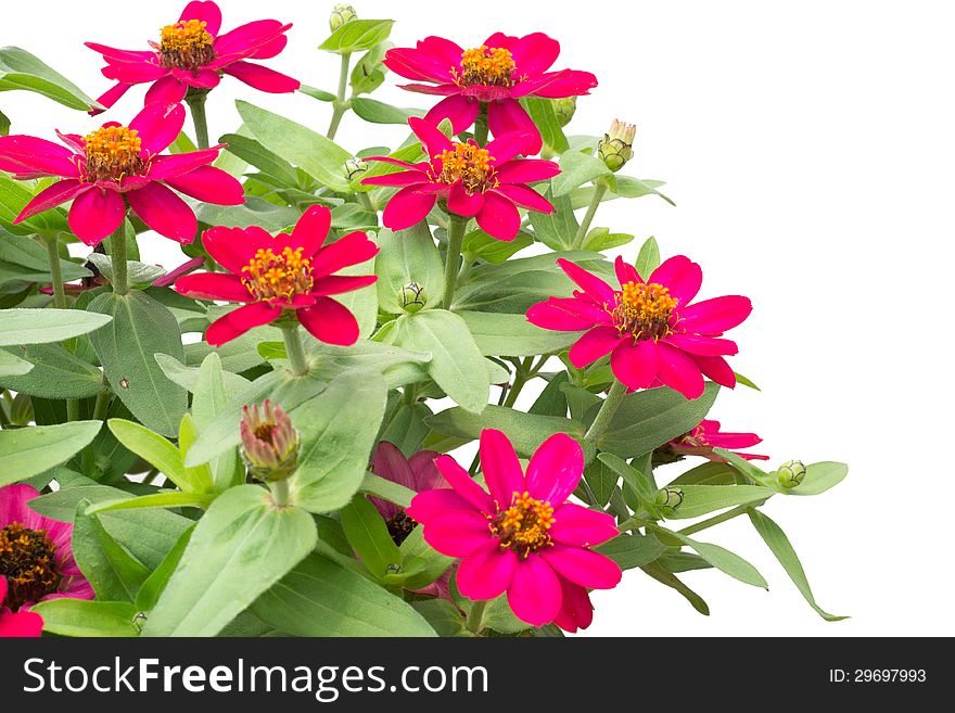 Blooming Zinnias isolated on white background