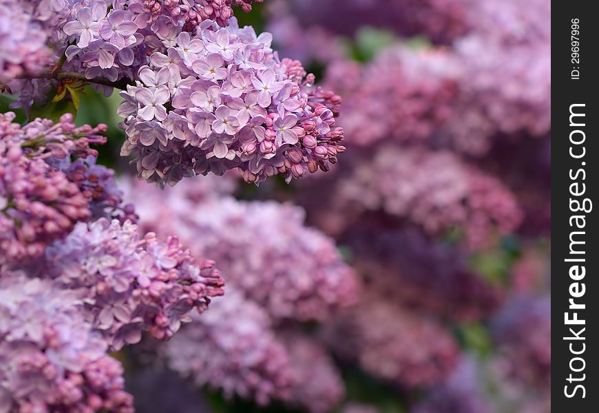 Lush blossoming lilac bush in the garden. Lush blossoming lilac bush in the garden