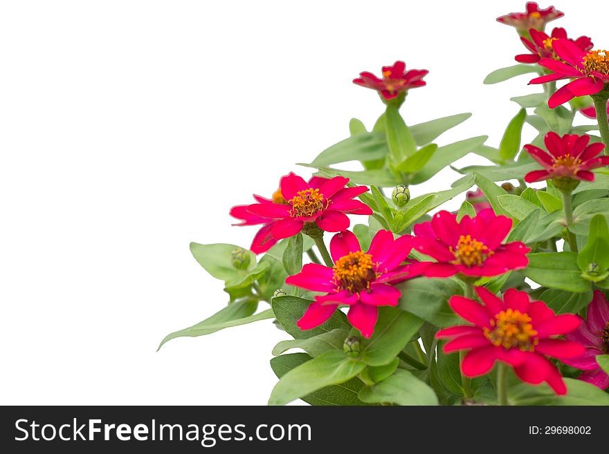 Blooming Zinnias isolated on white background