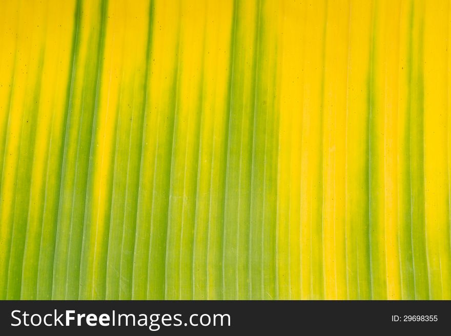 Yellow and green banana leaf background