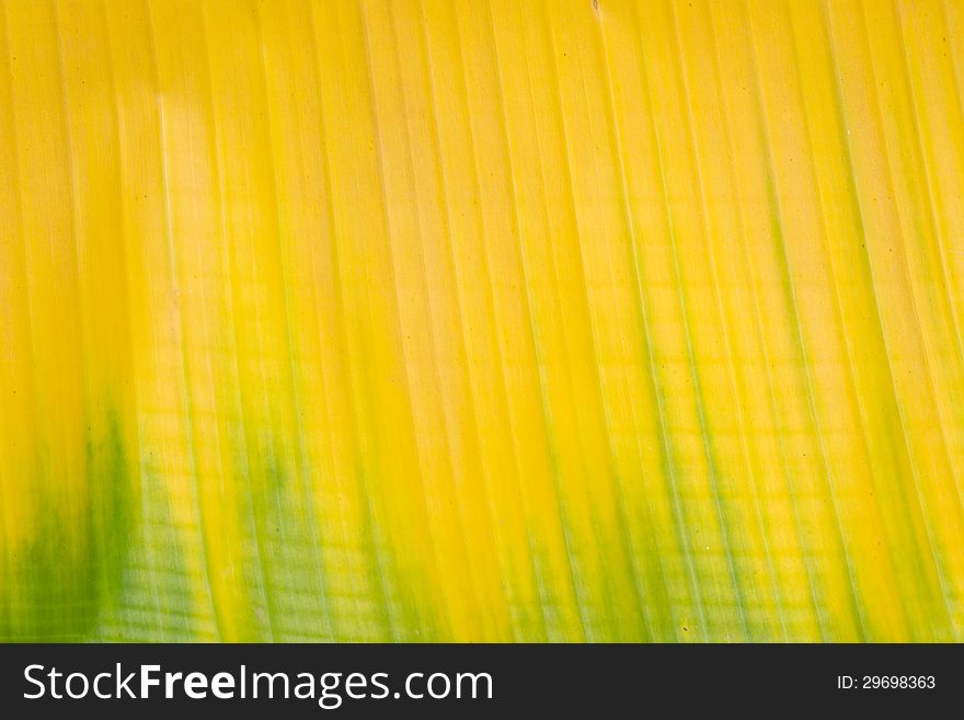 Yellow and green banana leaf background