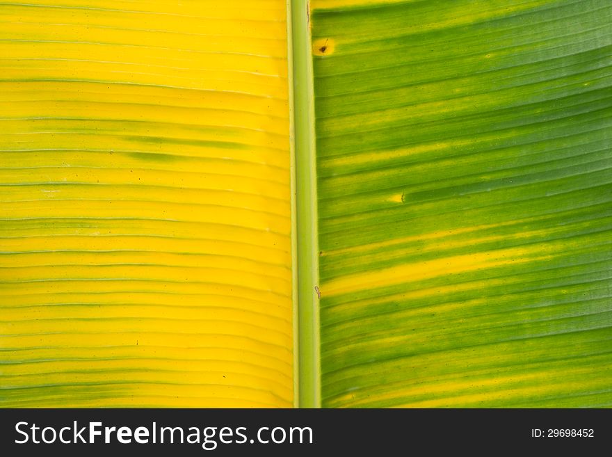 Yellow and green banana leaf background