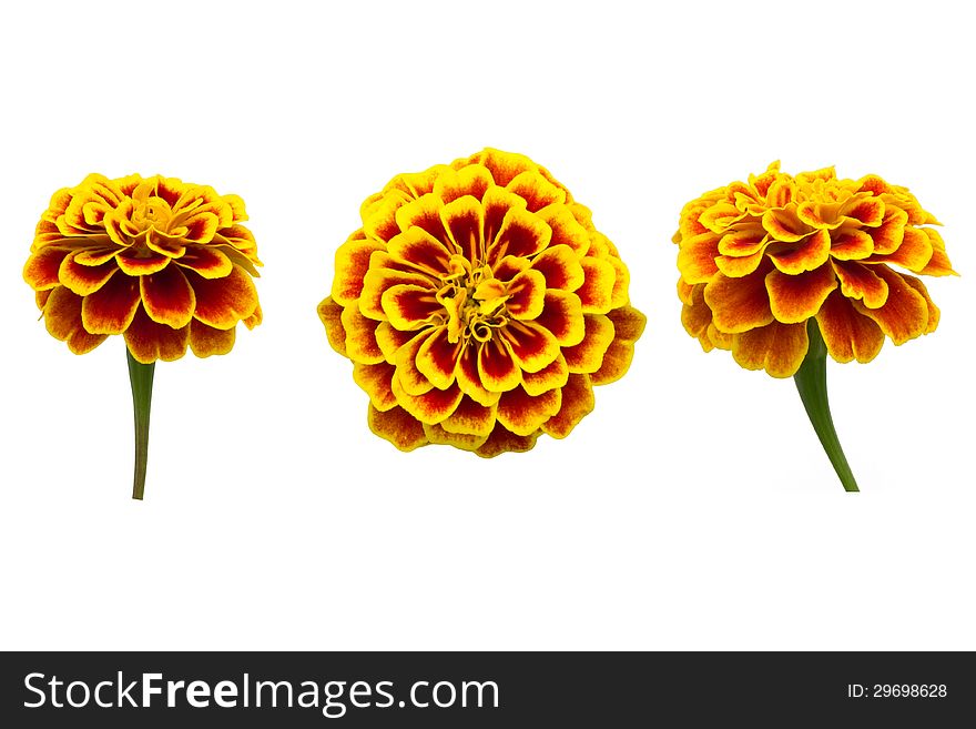 French Marigolds blooming isolated on white background