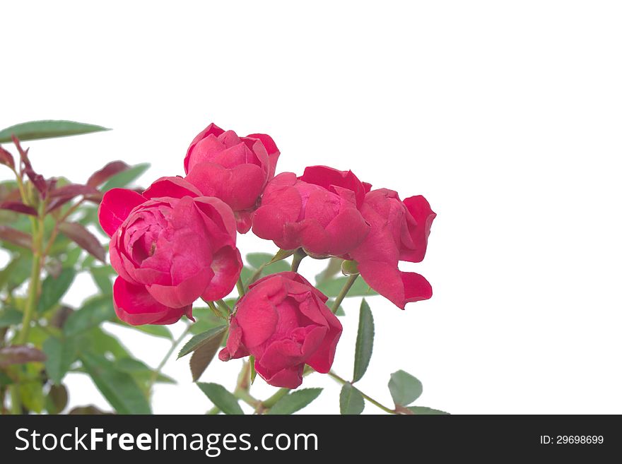 Fairy Rose isolated on white background