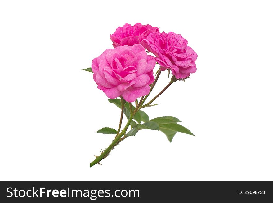 Fairy Rose isolated on white background