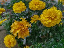 Yellow Beautiful Flower In Autumn Rainy Day. Royalty Free Stock Image