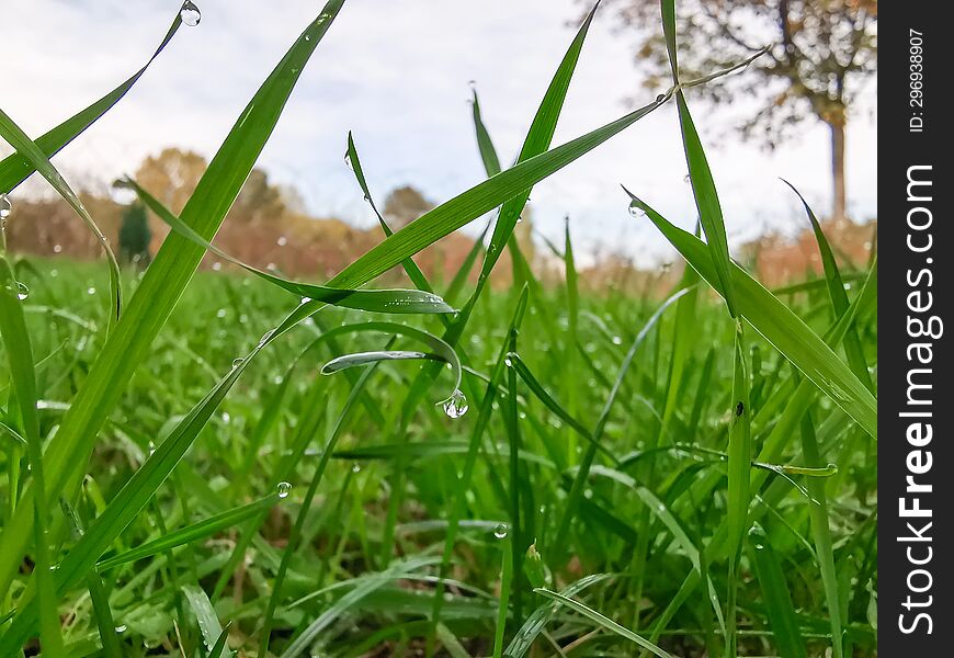 Beautiful image with green grass background.