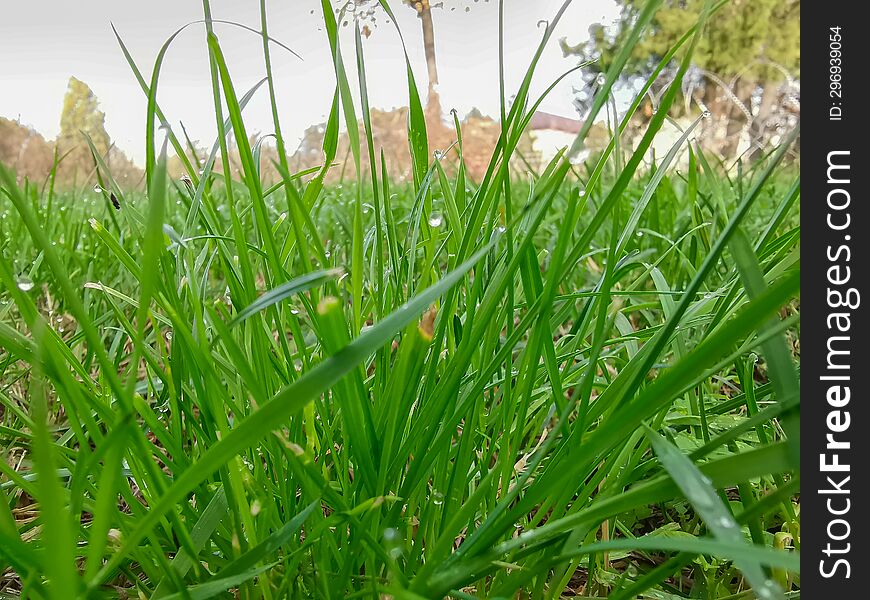 Close-up picture with green grass background.