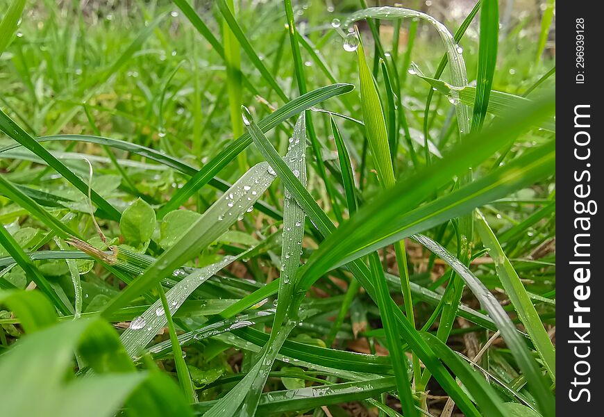 Beautiful picture with green grass background.