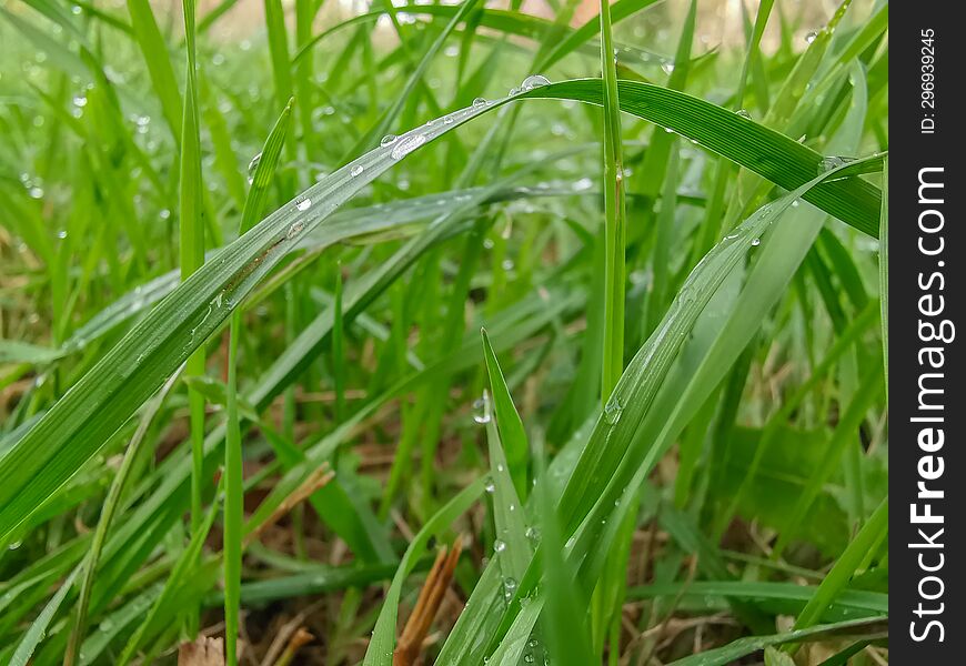 Close-up picture with green grass background.