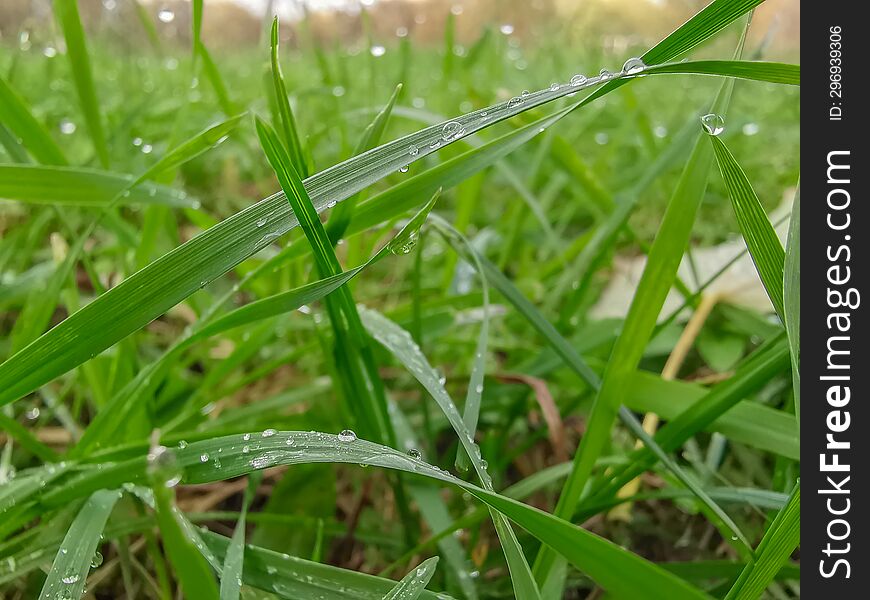 Fresh Close-up Green Grass Background.