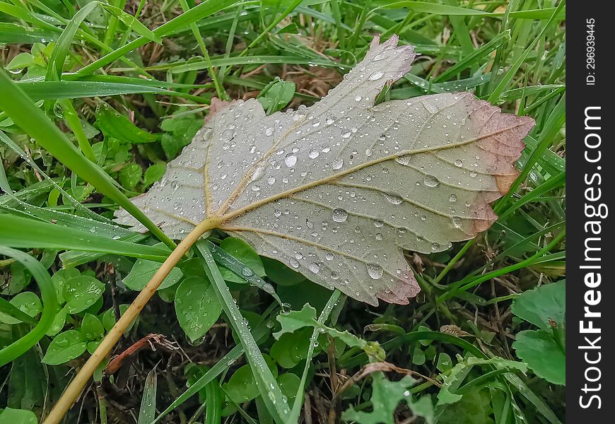 Close-up Leaf With Waterdrops On The Grass