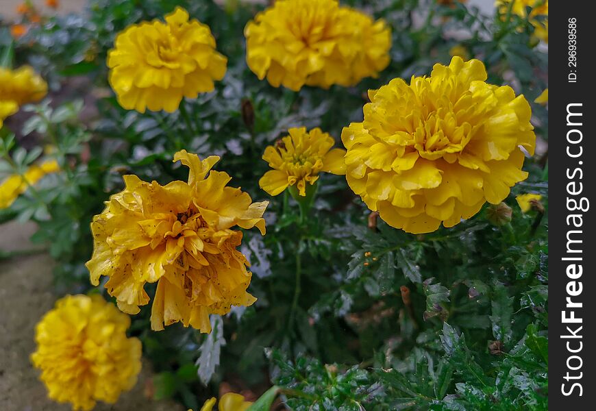 Yellow beautiful flower in autumn rainy day.