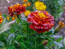 Beautiful Close-up Flower In Autumn Rainy Day Stock Photography
