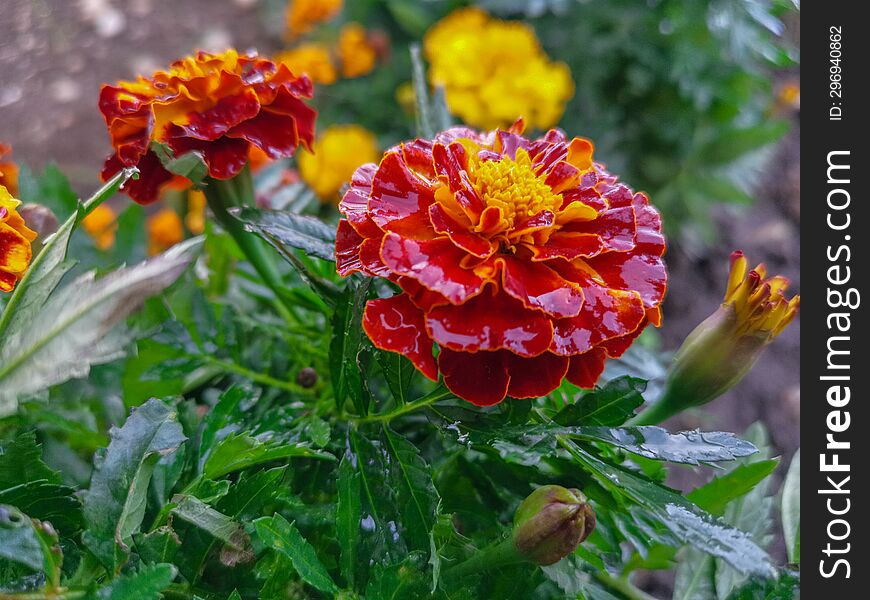 Beautiful Close-up Flower In Autumn Rainy Day