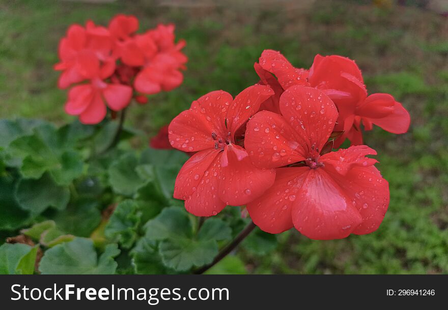 Beautiful Close-up Red Flower In Rainy Day