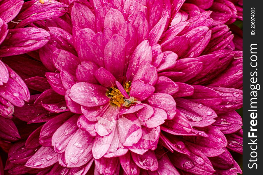 Purple Chrysanthemum Decorated With Water Drops