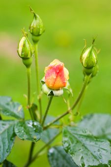 Water Drops On Rosebuds Stock Image Water Drops On Rosebuds Stock Image