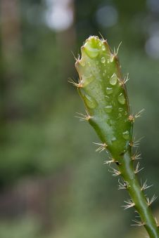 A Wet Cactus Stock Photo