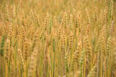 Golden Field Stock Images Golden Field Stock Images
