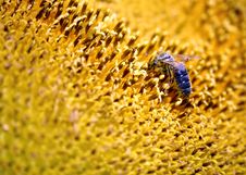 Bee On A Sunflower Royalty Free Stock Photography Bee On A Sunflower Royalty Free Stock Photography