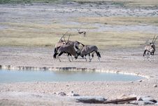 Gemsbok Fighting At Waterhole Royalty Free Stock Photos Gemsbok Fighting At Waterhole Royalty Free Stock Photos