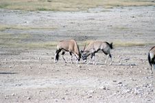 Gemsbok Fighting At Waterhole Stock Images Gemsbok Fighting At Waterhole Stock Images