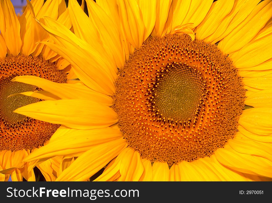 An image of yellow sunflowers close-up. An image of yellow sunflowers close-up