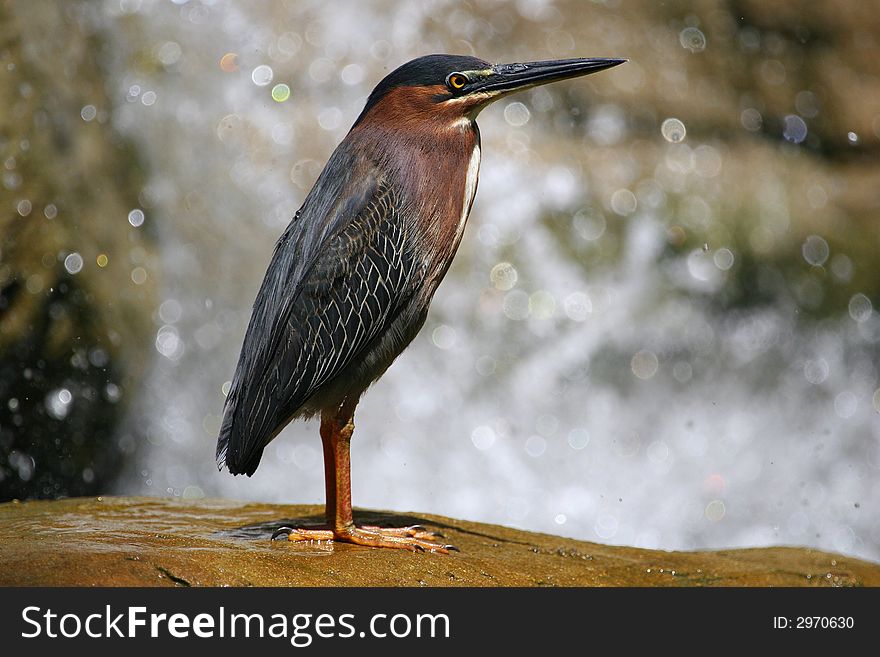 The wild bittern at the Aruba island, Caribbean sea. The wild bittern at the Aruba island, Caribbean sea