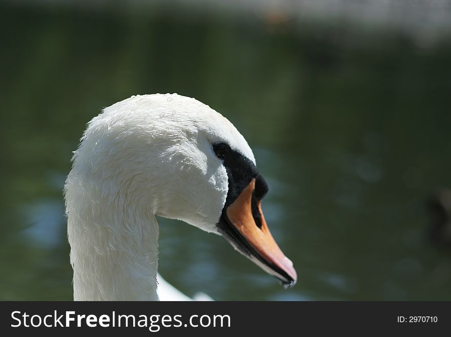 Close-up shot of a swan head. Close-up shot of a swan head