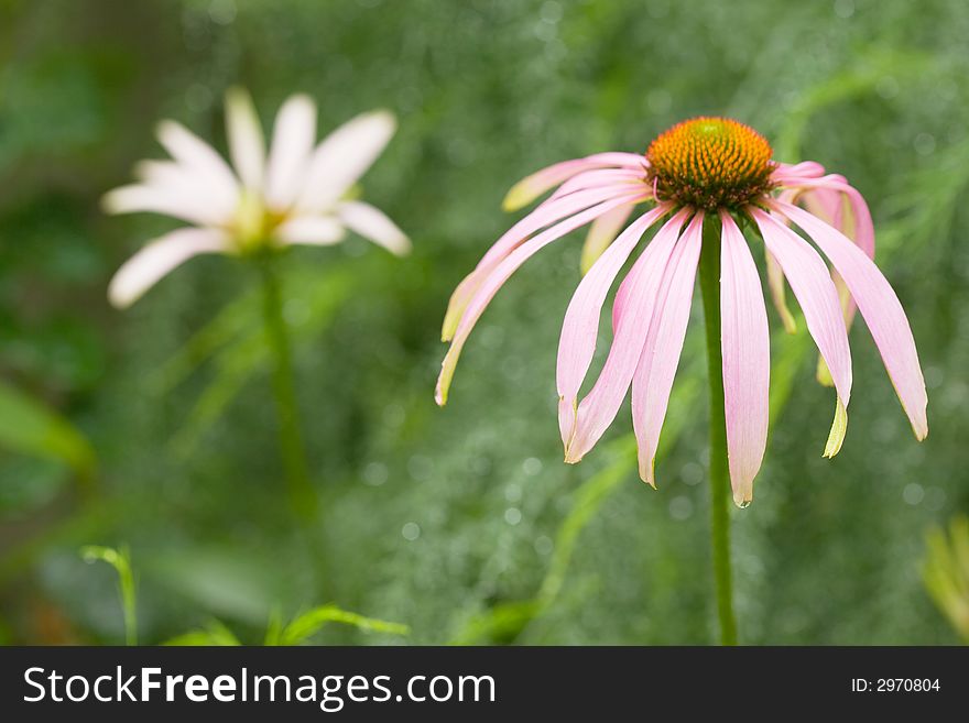 Two camomiles with shallow depth of field on green background, sharp some petals.