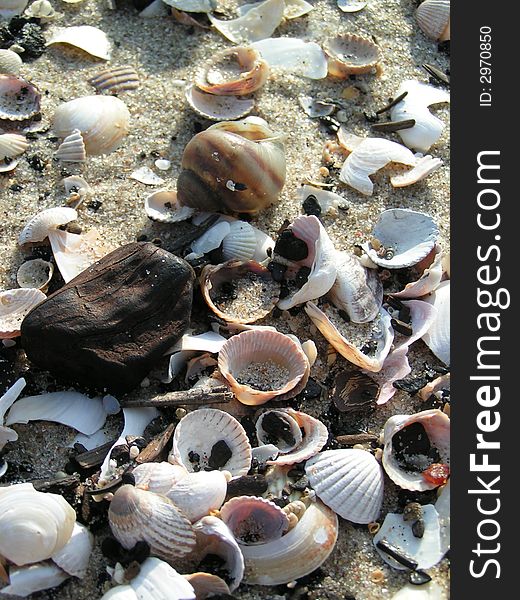 Sea shells on sea in sun